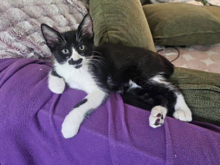 Marcel - Domestic Short Hair