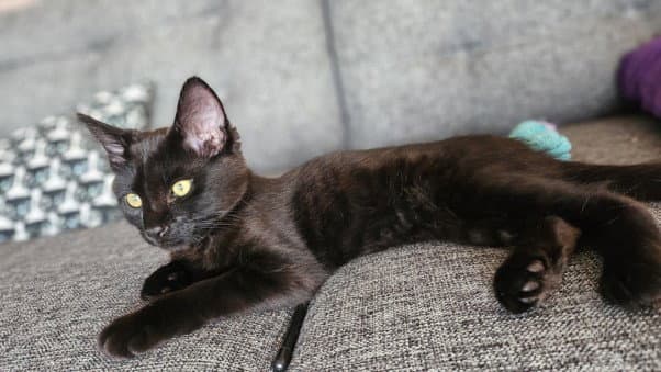 Zorro - Domestic Short Hair