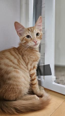 Tigger image 1