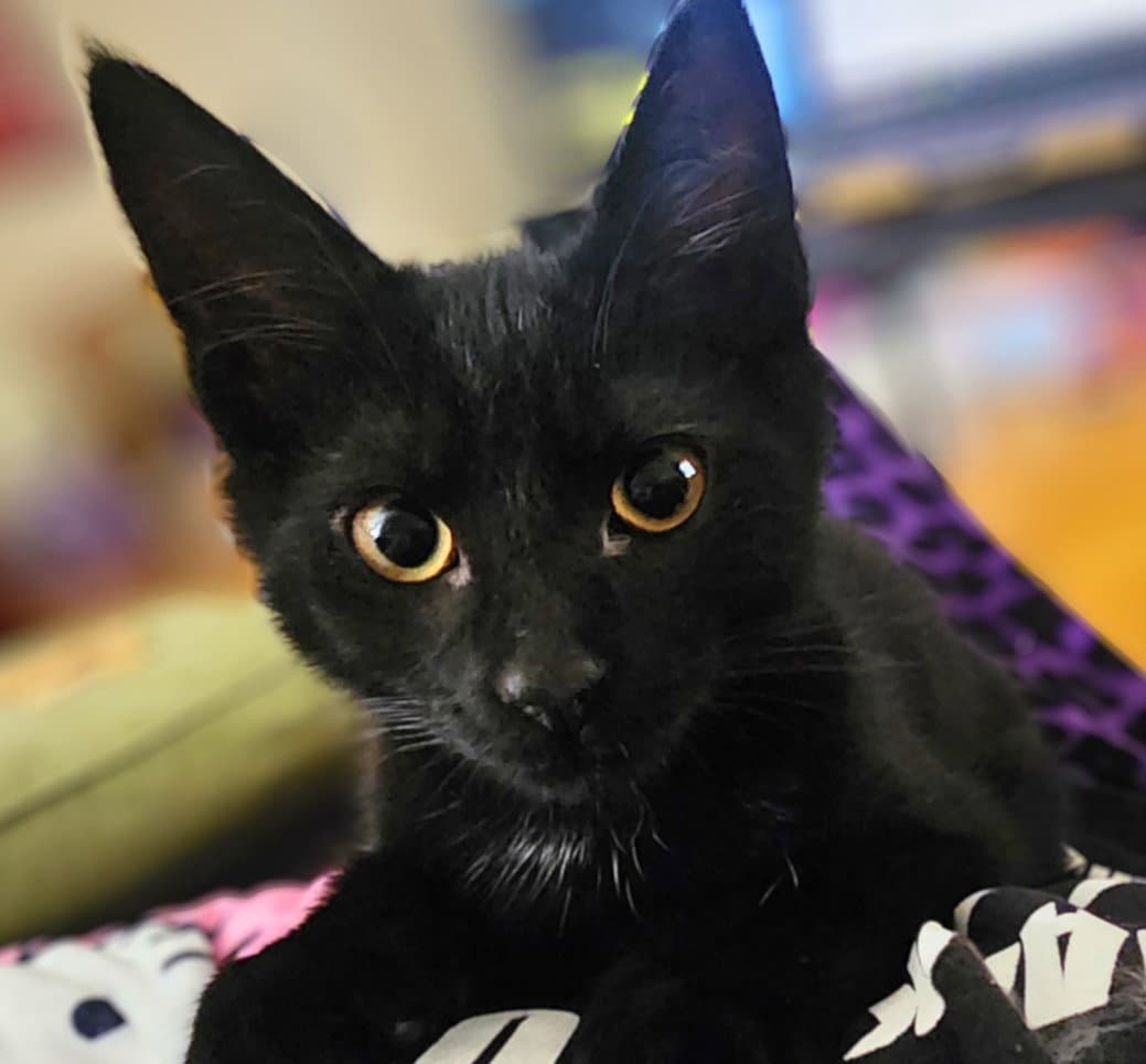 Emperor Kuzco - Domestic Short Hair