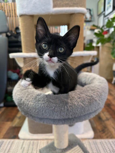 Boonie - Domestic Short Hair
