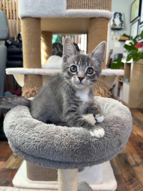 Bugs - Domestic Short Hair