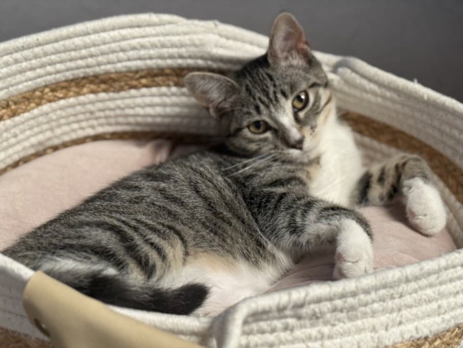 Zoey - Domestic Short Hair