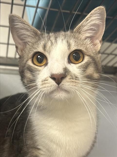 Oliver - Domestic Short Hair