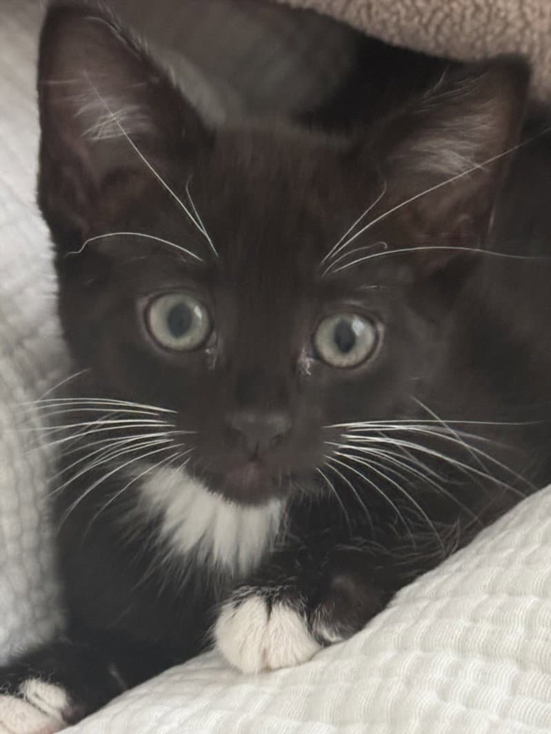 Olive - Domestic Long Hair