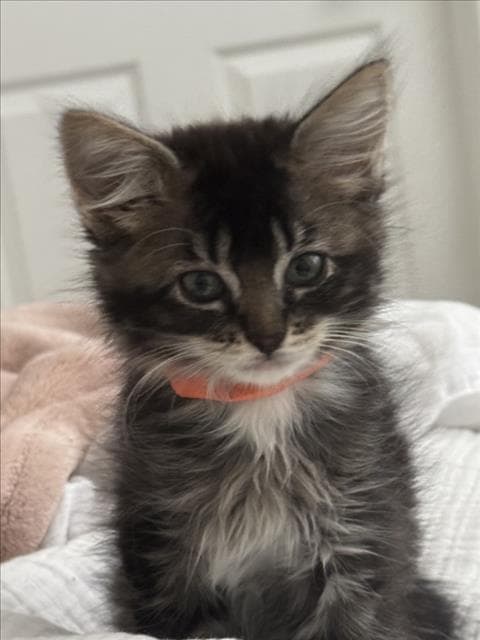 Figaro - Domestic Long Hair