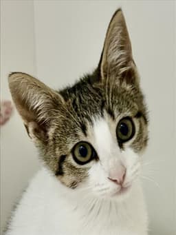 Jill image 1