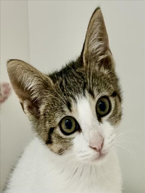 Jill - Domestic Short Hair