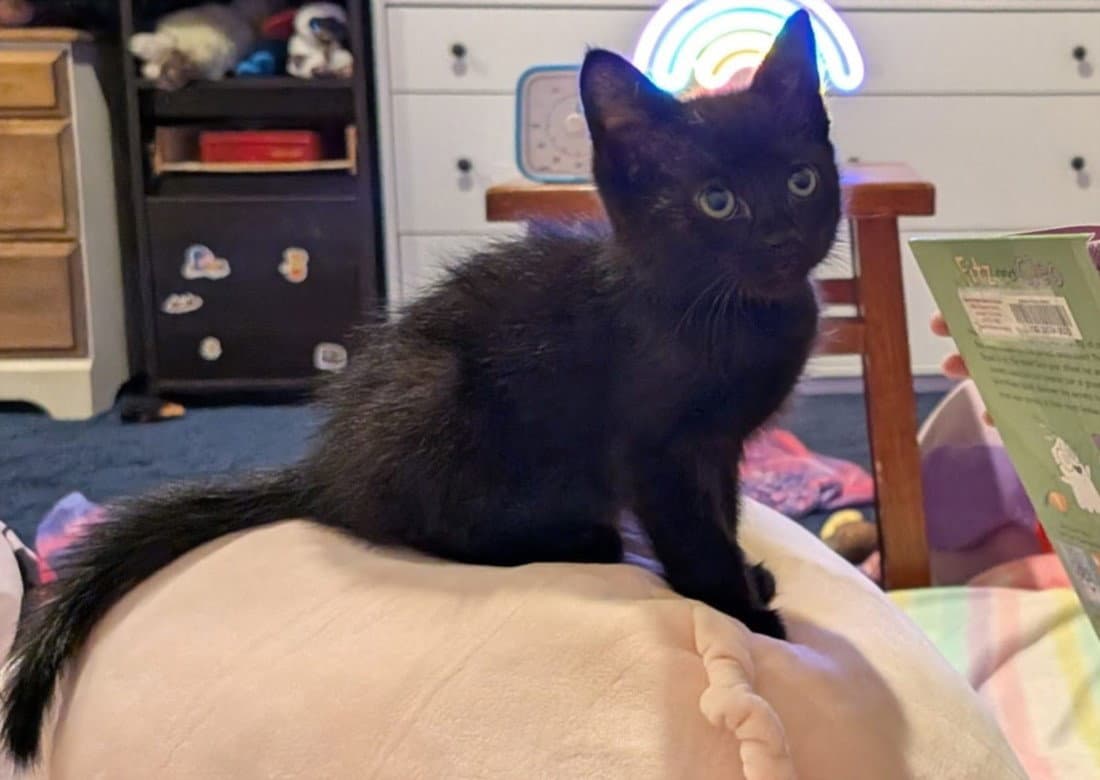 Hecate - Domestic Short Hair