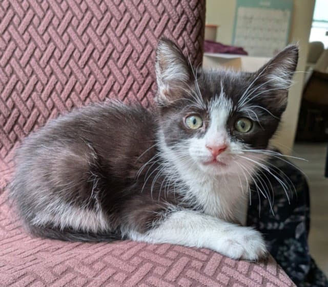 Selene - Domestic Short Hair