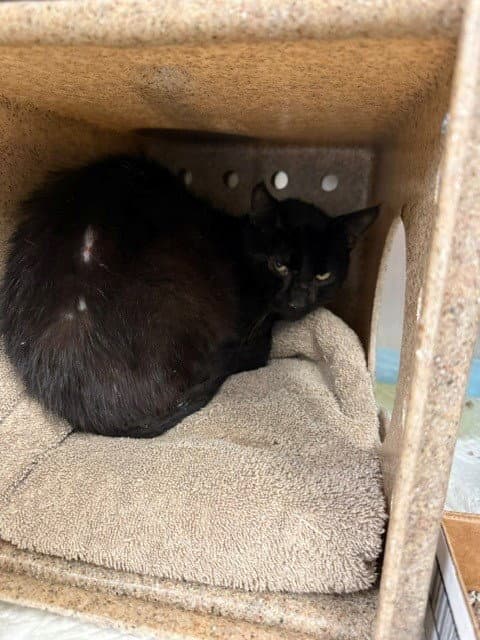 George - Domestic Short Hair