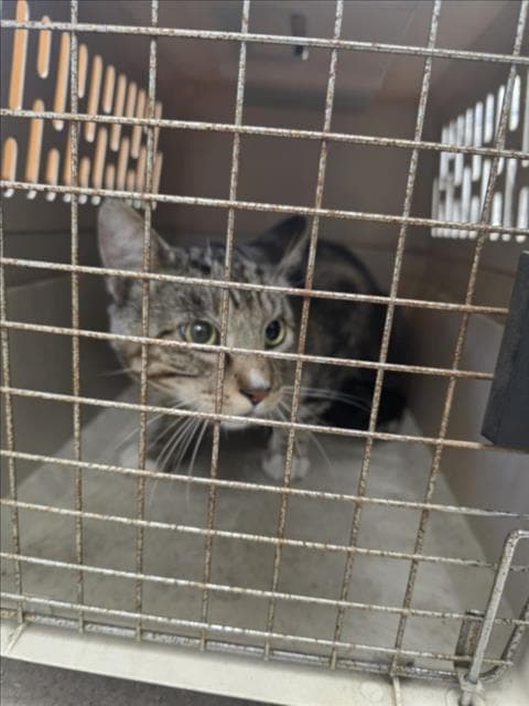 Unknown - Domestic Short Hair