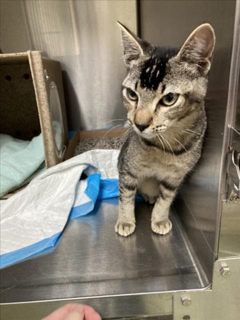 Unknown - Domestic Short Hair