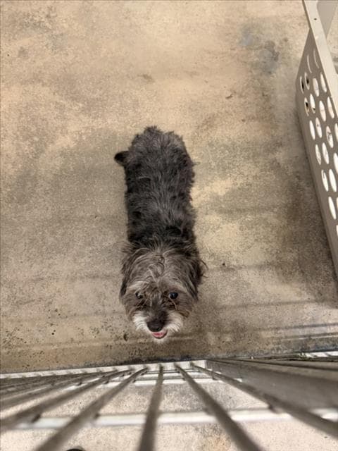 Unknown - Terrier