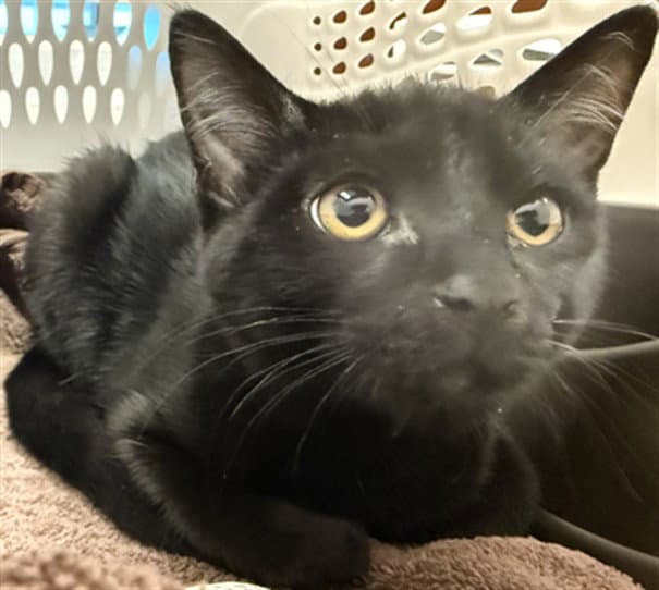 Smudge - Domestic Short Hair