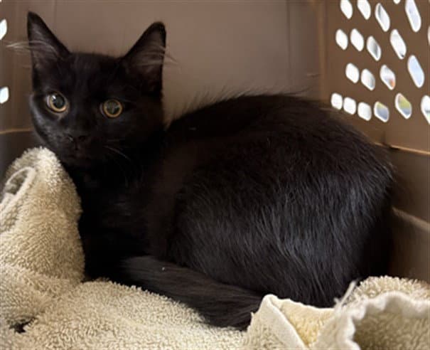 Inky - Domestic Short Hair