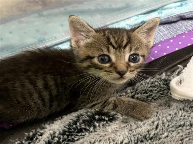 Diesel - Domestic Short Hair