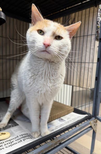 Fiver - Domestic Short Hair