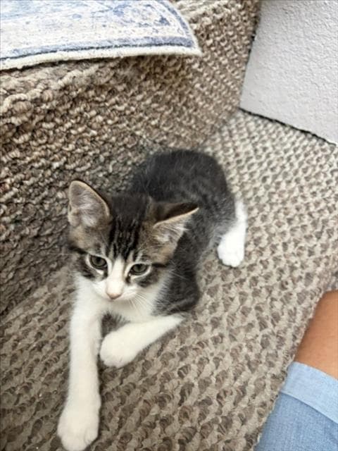 Turbo - Domestic Short Hair