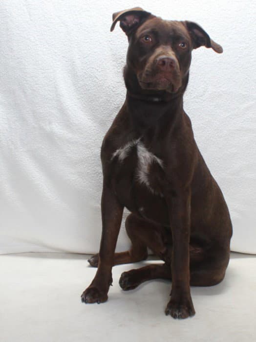 Angelo - Labrador Retriever