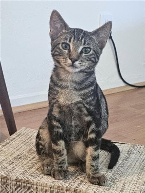 Indy - Domestic Short Hair