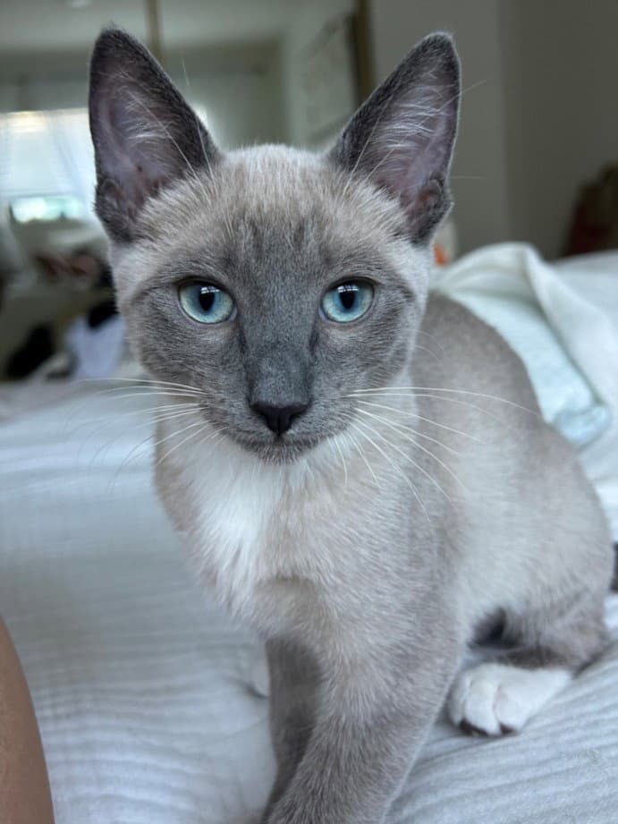 Dakota - Domestic Short Hair