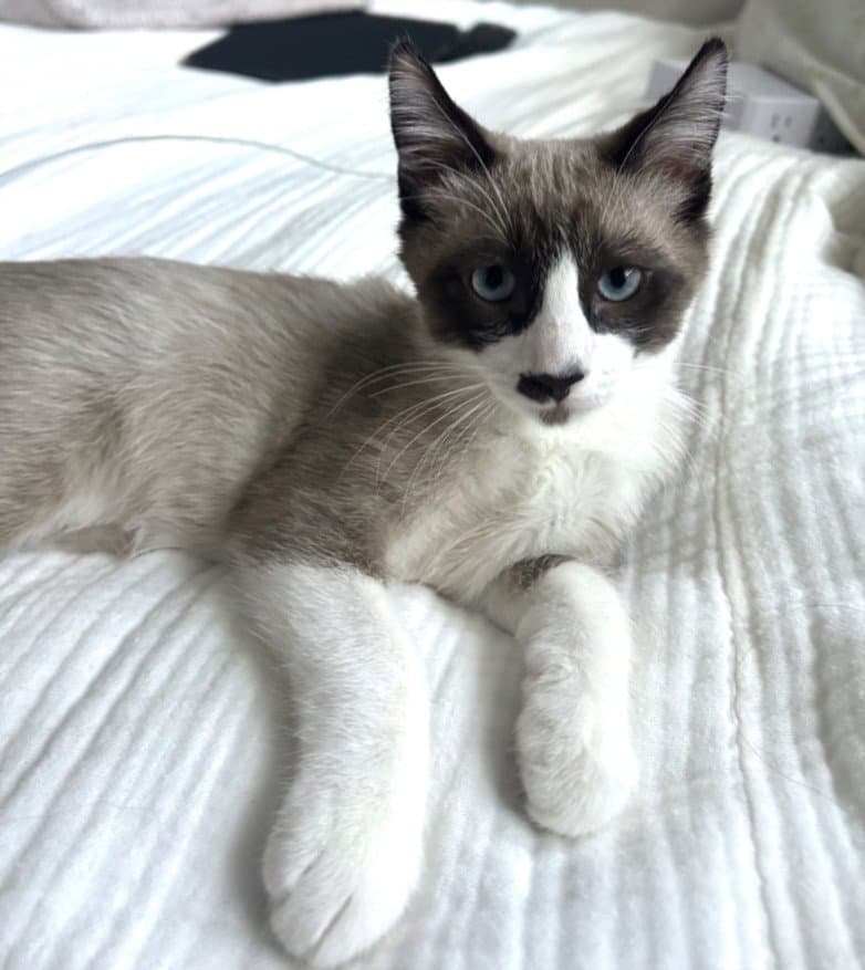 Dax - Domestic Short Hair