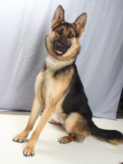 Max - German Shepherd Dog