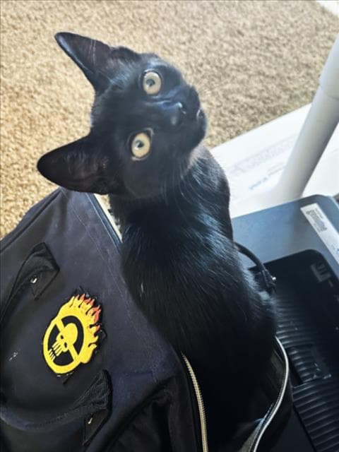 Wendy - Domestic Short Hair