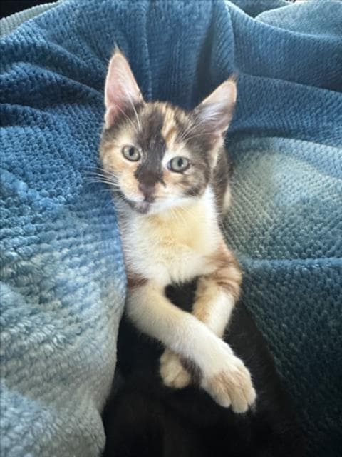 Lisa - Domestic Short Hair
