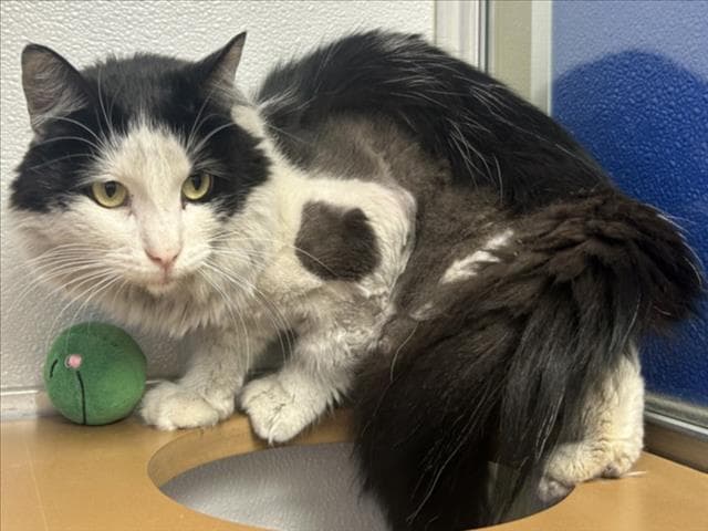 Unknown - Domestic Long Hair