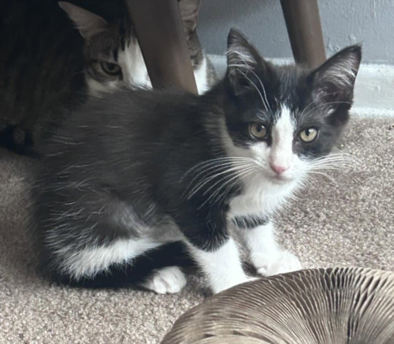 Herbert - Domestic Short Hair