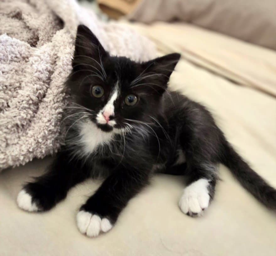 Baby - Domestic Short Hair