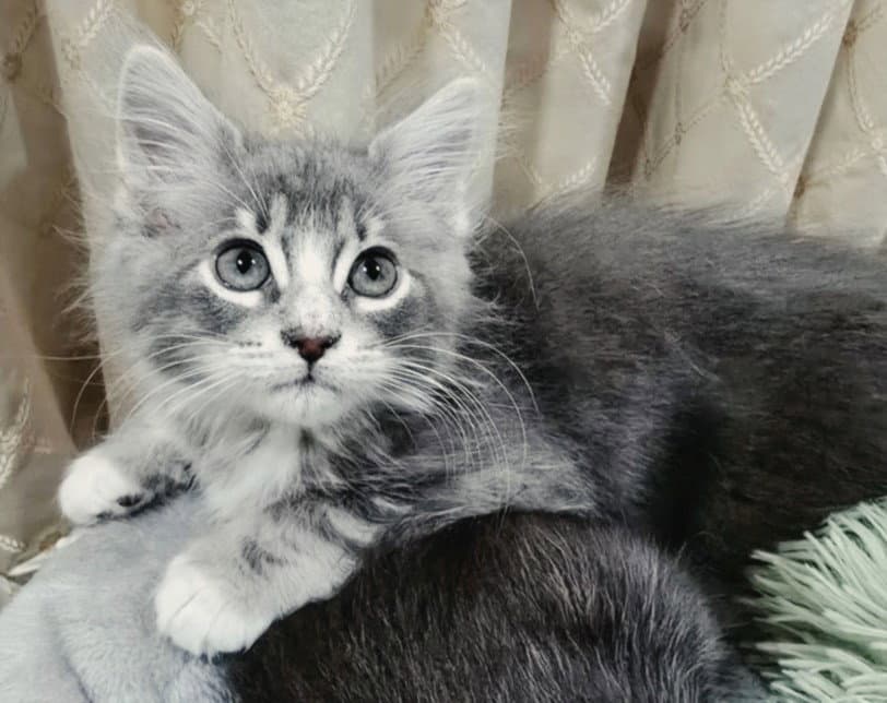 Hunter - Domestic Short Hair