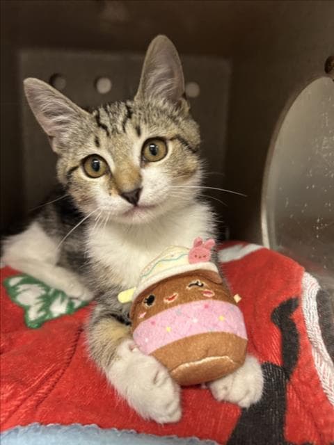 Mystique - Domestic Short Hair