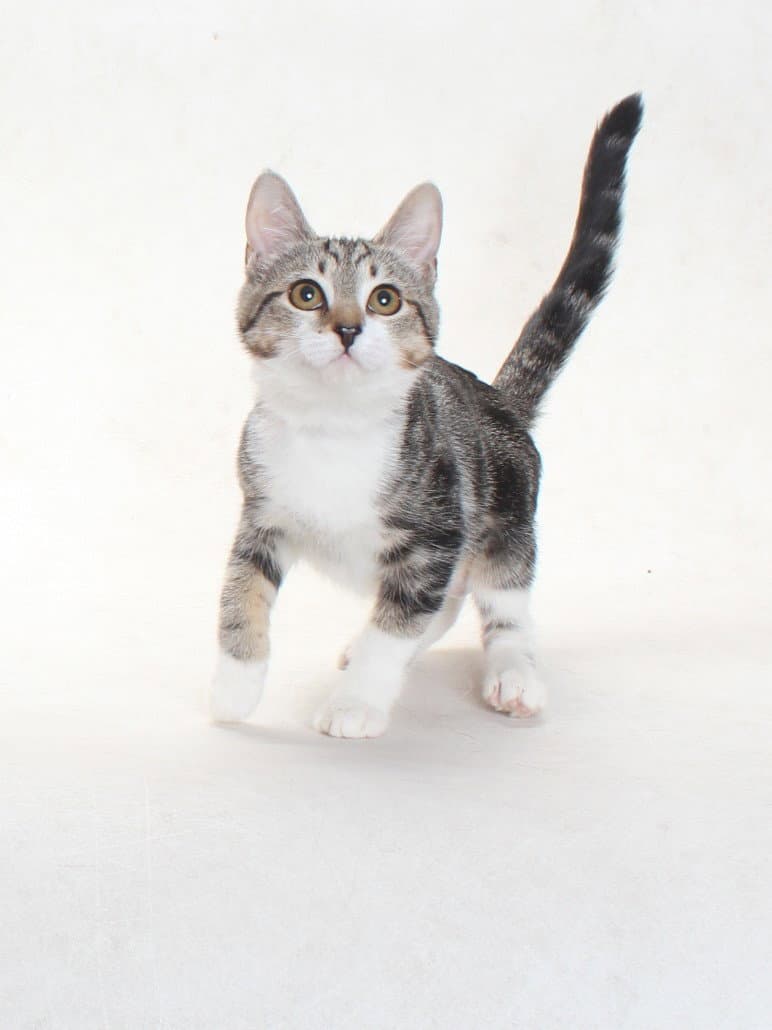 Mystique - Domestic Short Hair