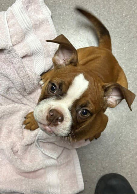 Laila - Boxer