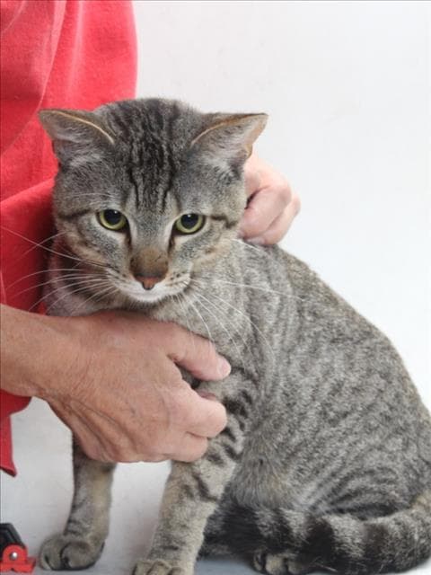 Mighty - Domestic Short Hair