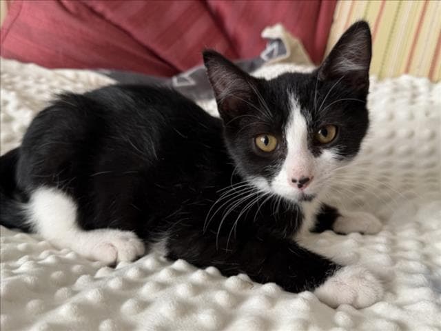 Tuck - Domestic Short Hair