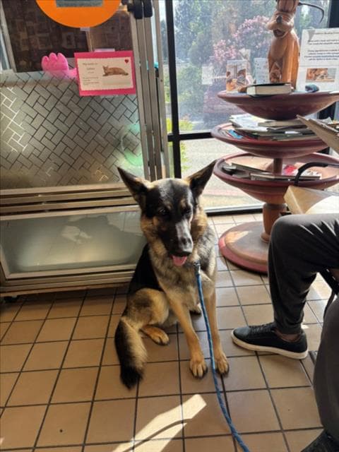 Itachi - German Shepherd Dog