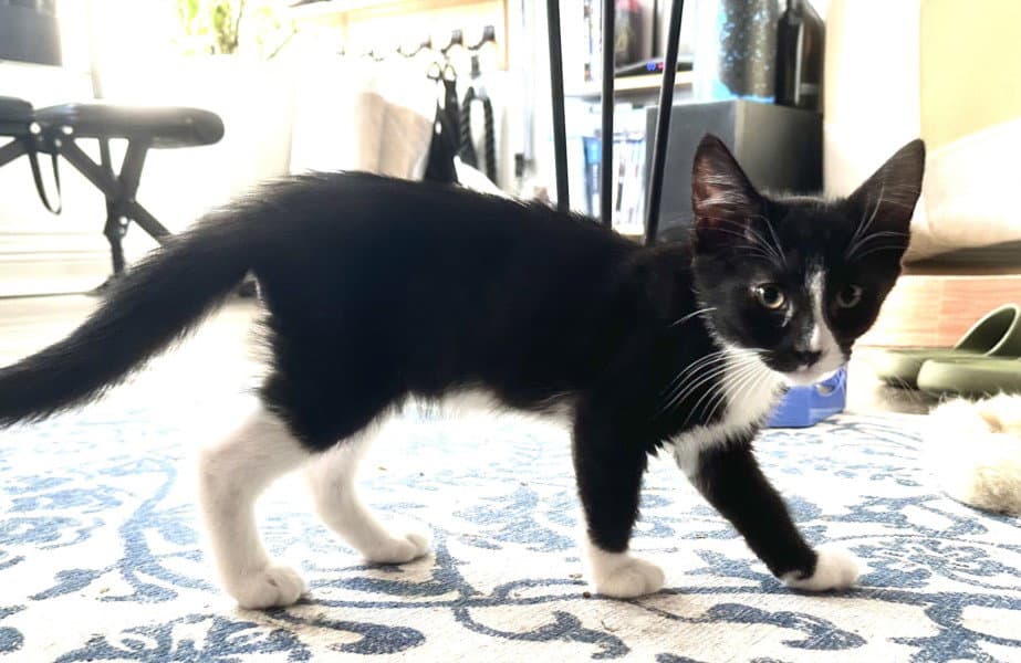 Bert - Domestic Short Hair
