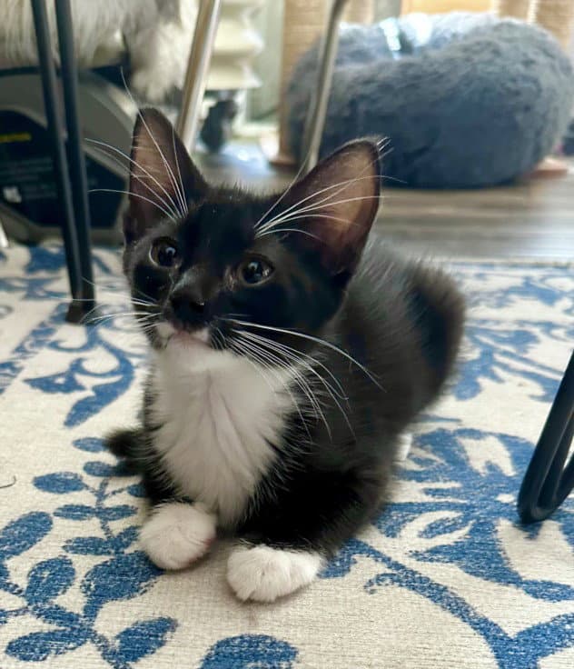 Penelope - Domestic Short Hair