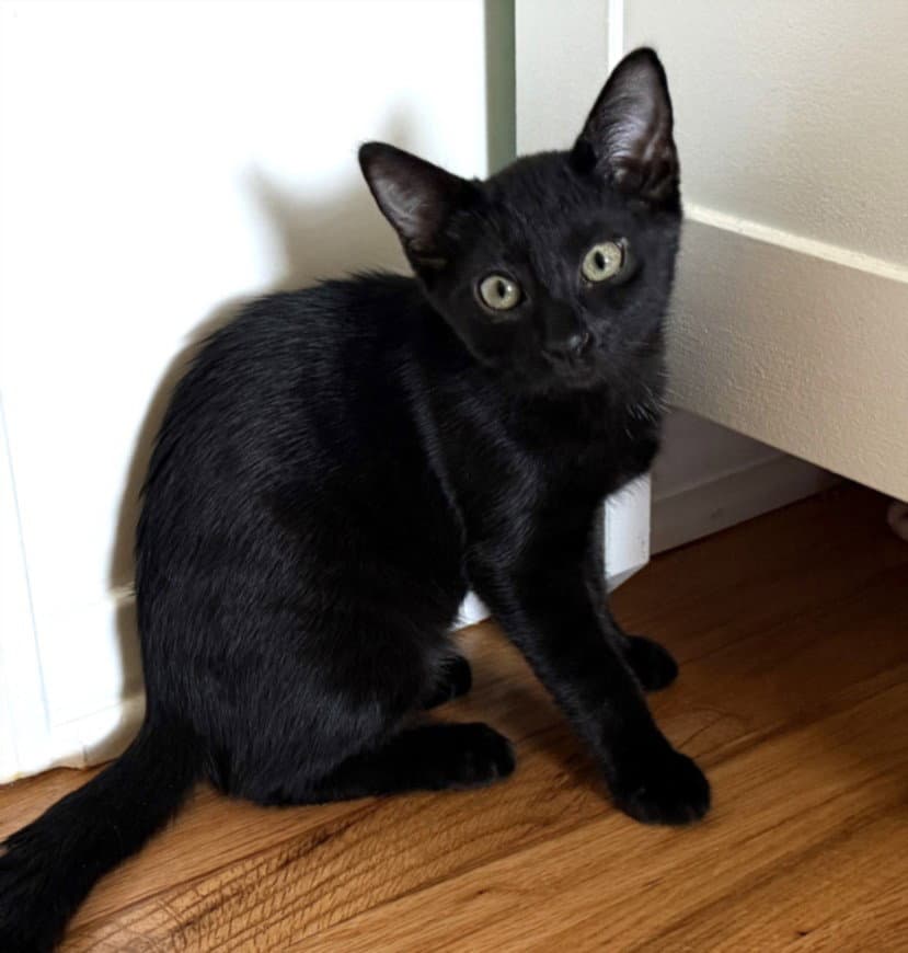 Pistachio - Domestic Short Hair