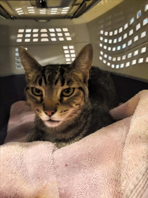 Unknown - Domestic Short Hair