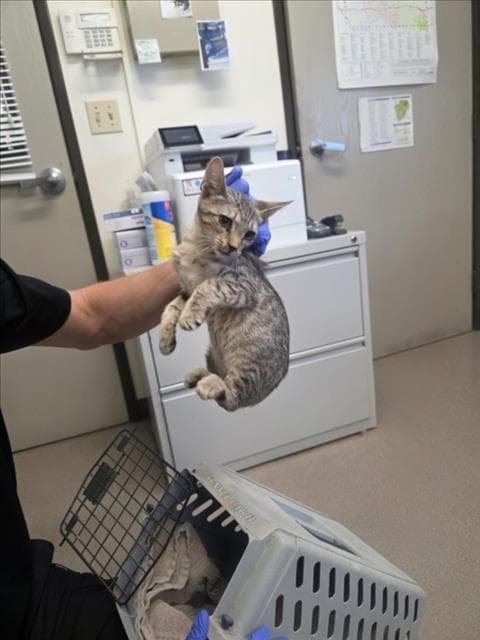 Tony - Domestic Short Hair