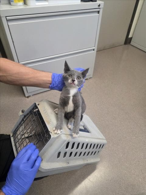 Unknown - Domestic Short Hair