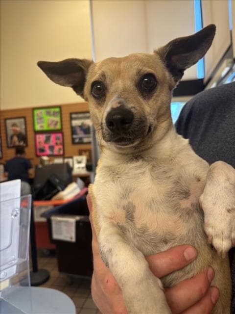 Donavan - Terrier