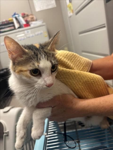 Unknown - Domestic Medium Hair