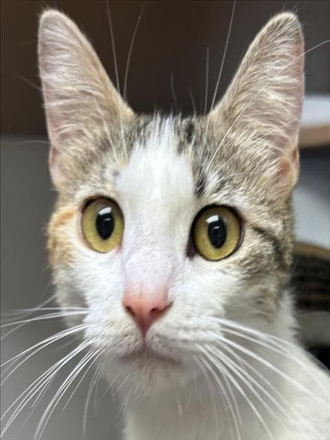 Unknown - Domestic Medium Hair
