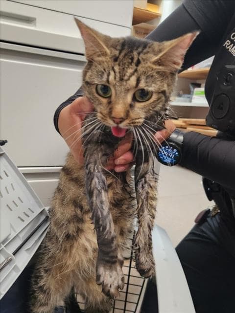 Unknown - Domestic Short Hair